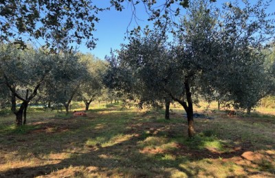 Maslinik udaljen 3 km od mora – Umag