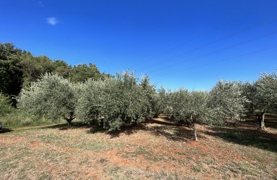 Landwirtschaftliche Flächen - Olivenhain in Novigrad
